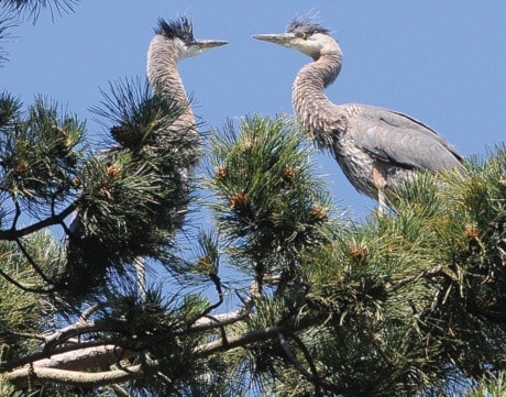 Herons at Beacon Hill Park