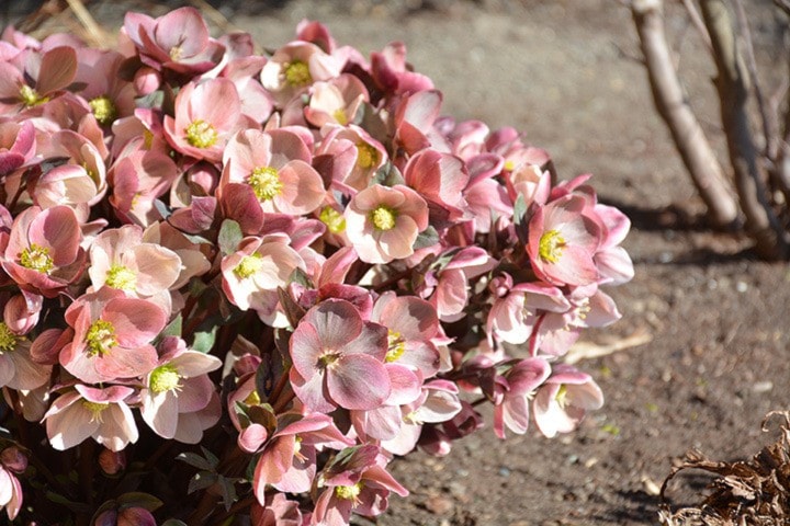 Hellebore in bloom at Windsor Park.