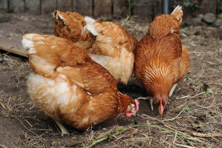 1108-Chickens