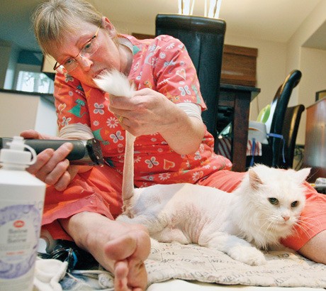 Master shop cat groomer