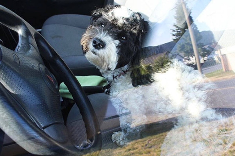 web1_20170421-KCN-T-dogincar