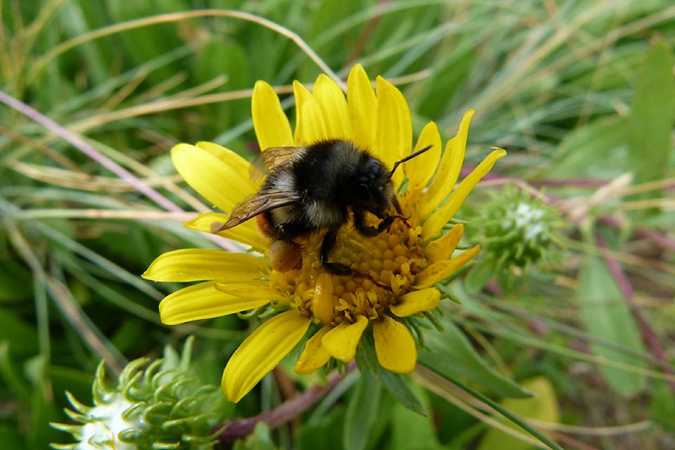 web1_GNG-BeesOnFlowerBioBlitz2017