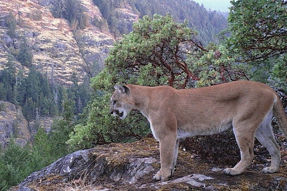 7964520_web1_170803-SNM-M-Cougar