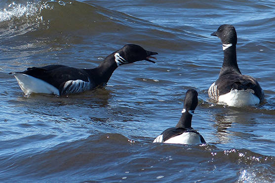 10954627_web1_Brant-photo-by-Ed-Wilson-small