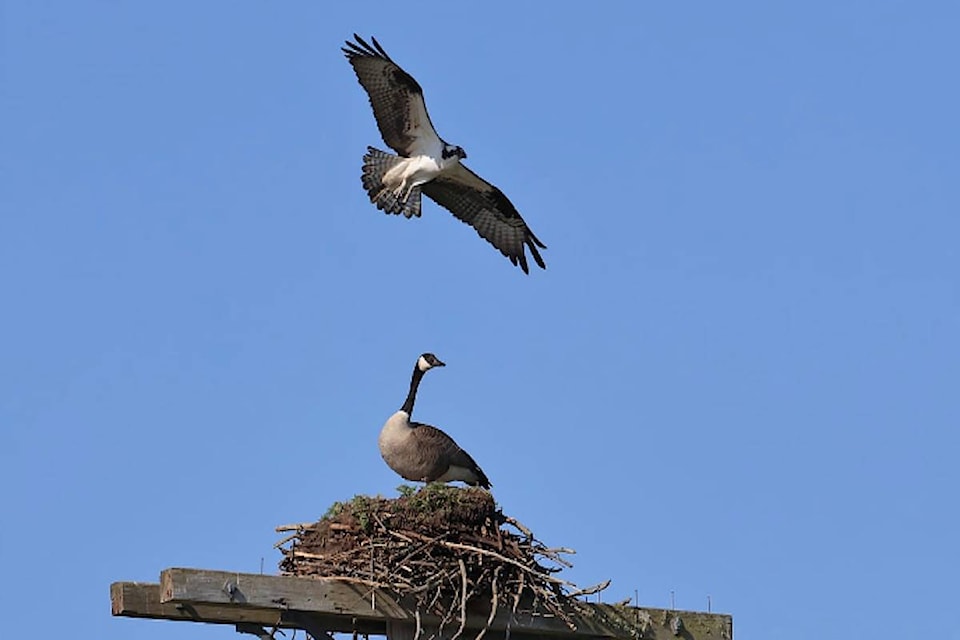 11847635_web1_Osprey-Goose-North-Saanich