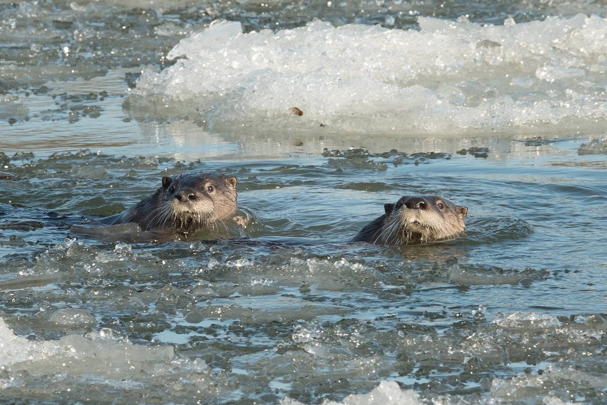 15637065_web1_190219-LAD-OttersAtDerbyReach_2