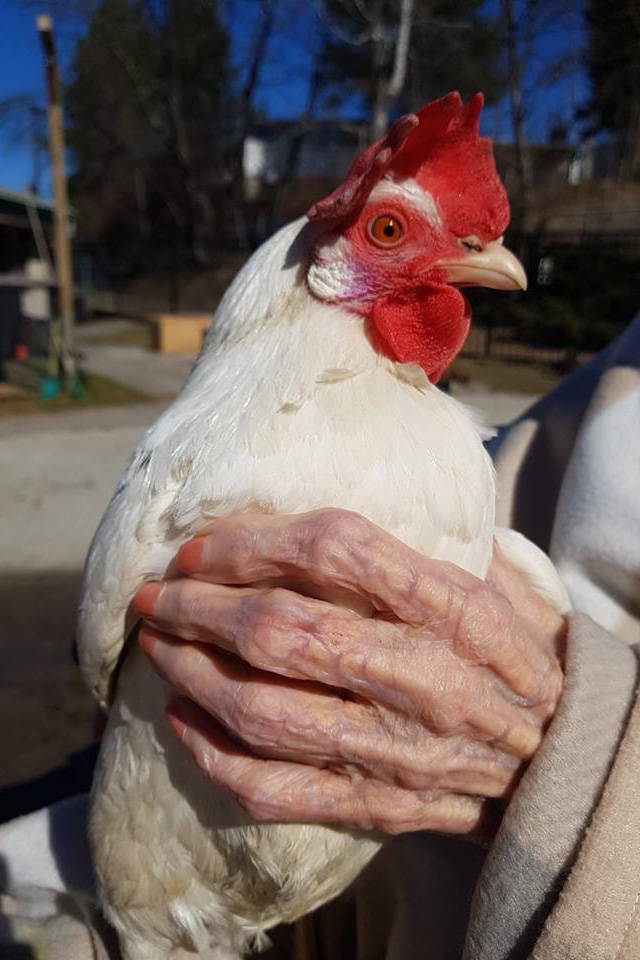 17477699_web1_190620-CAN-senior-chicken1