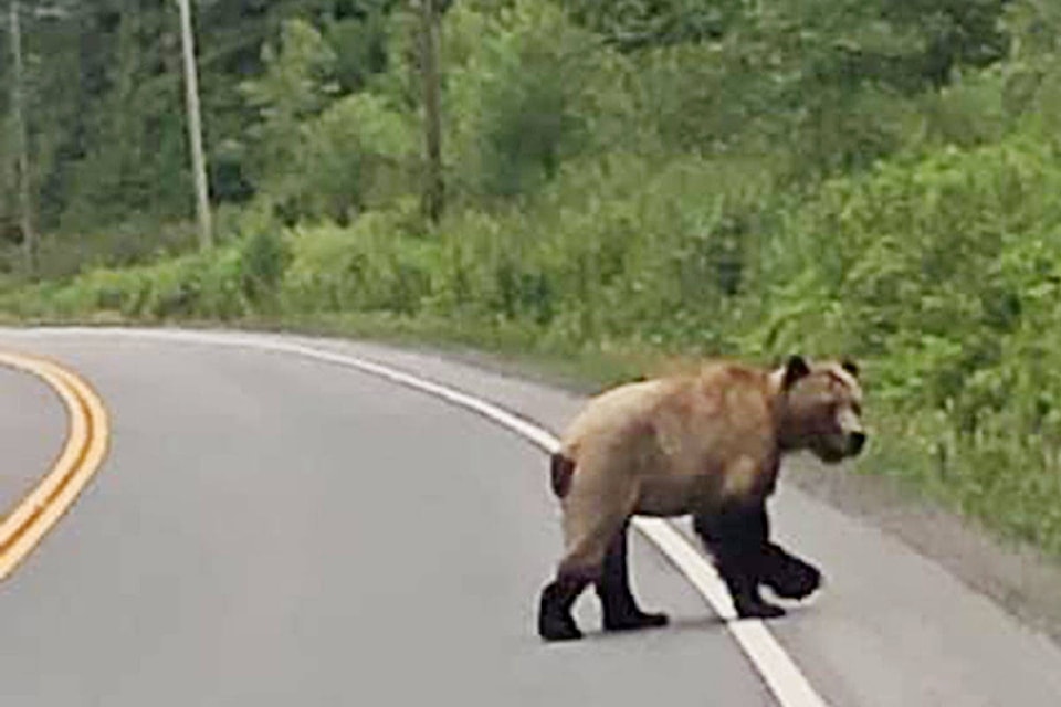 Port McNeill residents William and Carolyn Stewart shared this photo taken by their niece, Stephanie Clarke of Cold Lake, Alberta. She encountered the creature about half an hour north of Campbell River on Monday morning.