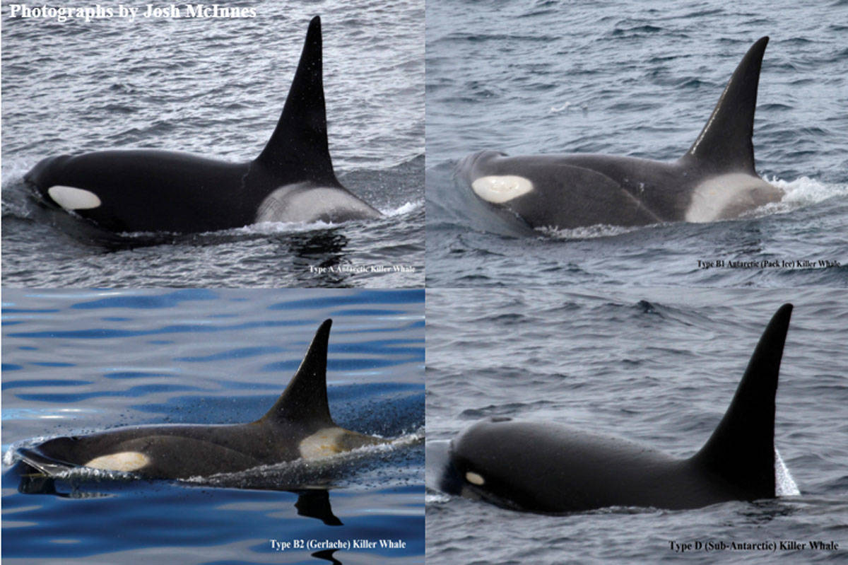 20012880_web1_200103-Rare-Orcas-Spotted_1