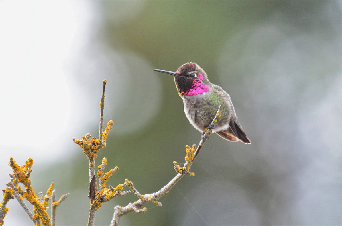 20149417_web1_200114-GNG-HummingbirdsWinter_1