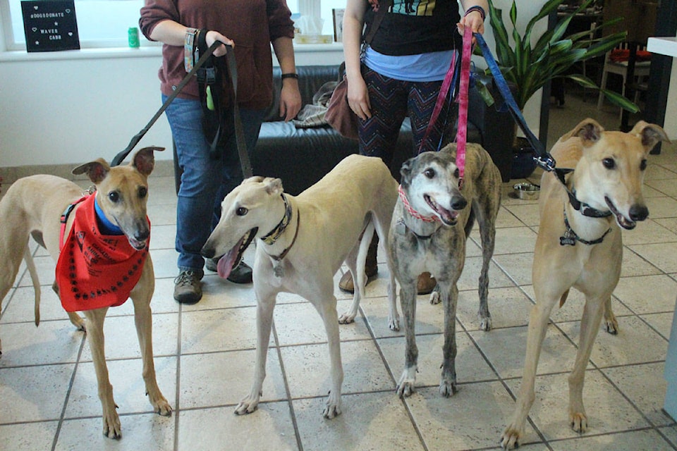 WAVES and the Canadian Animal Blood Bank held a blood drive for dogs on Saturday. (Shalu Mehta/News Staff)