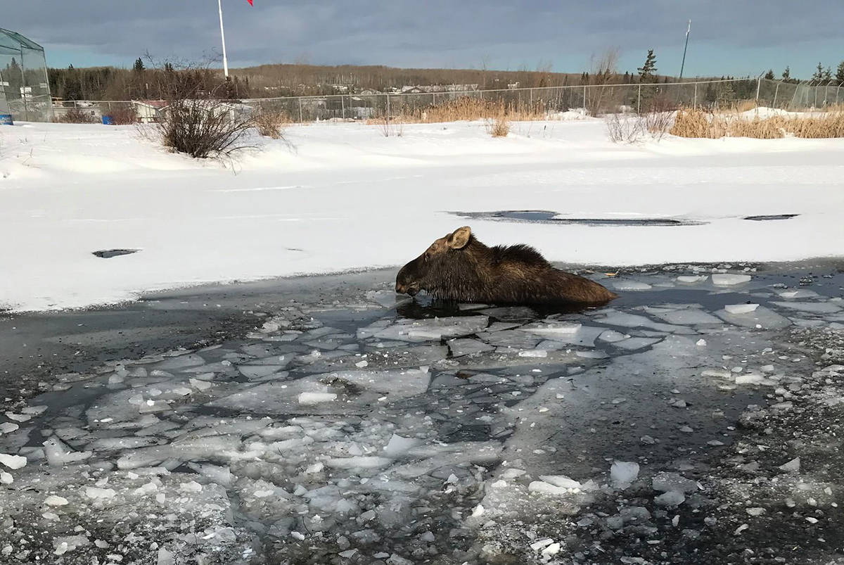 Moose rescued by B.C. conservation officers, Good Samaritans after falling through ice