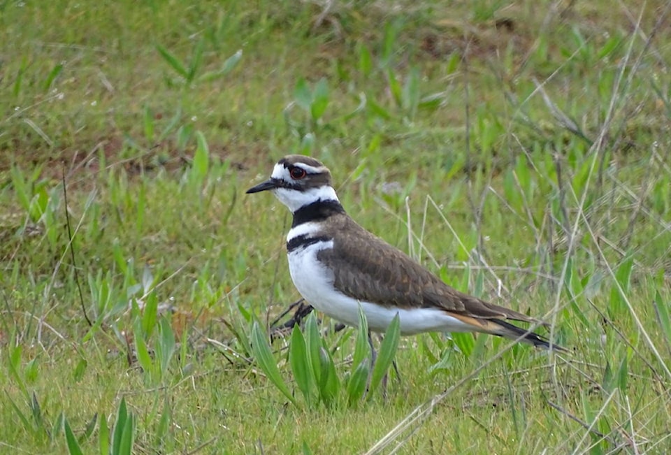 22087754_web1_200709-GNG-LagoonBirdSurvey-killdeer_1