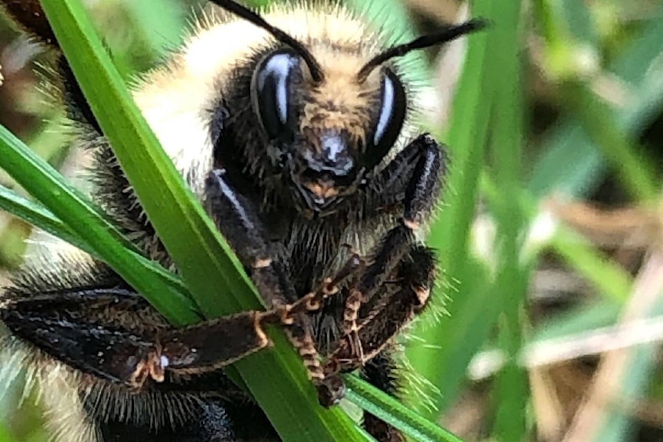 People’s Choice winner: Eileen Harris of Kelowna, bumble bee clinging to grass.