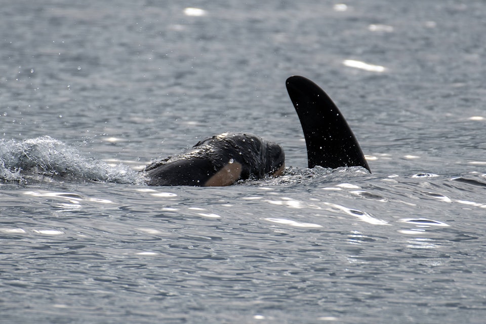 J Pod’s newest calf, born Sept. 24, 2020 surfaces next to mother J41. (Leaha Vanderwiel/Orca Spirit Adventures/Pacific Whale Watch Association)