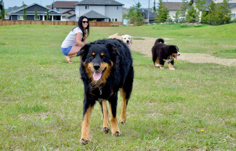 22936210_web1_20200611-SLN-DSL-DogFriendly-SylvanLakeOffLeash_2