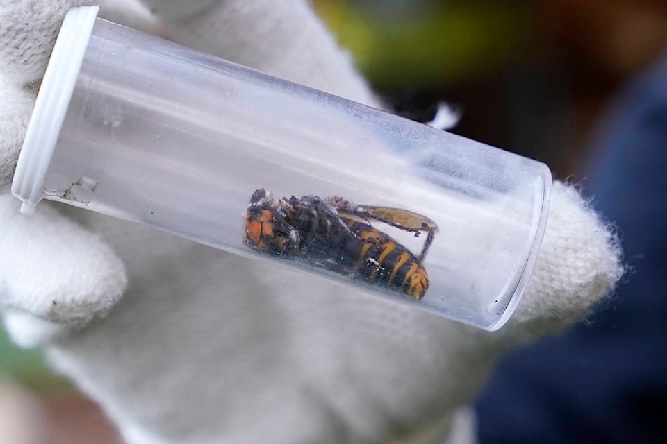 A Washington State Department of Agriculture worker displays an Asian giant hornet taken from a nest Saturday, Oct. 24, 2020, in Blaine, Wash. Scientists in Washington state discovered the first nest earlier in the week of so-called murder hornets in the United States and worked to wipe it out Saturday to protect native honeybees, officials said. (AP Photo/Elaine Thompson)