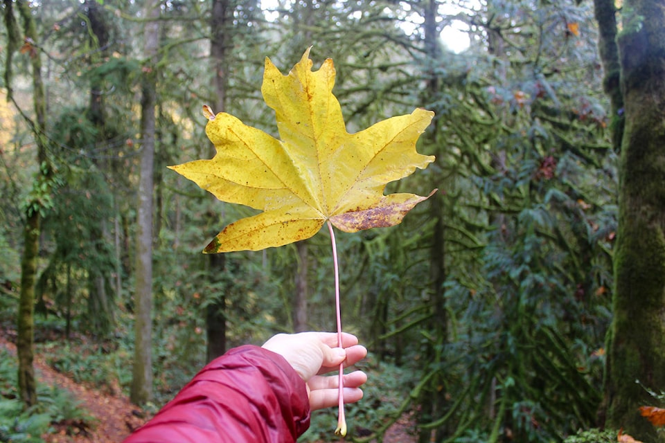 23578182_web1_201214-WCT-VictoriaHikes-goldstream_1