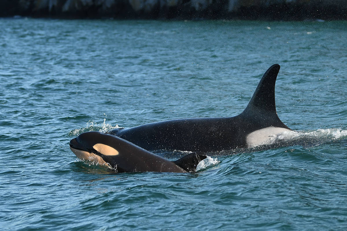 Researchers confirm new southern resident orca calf - Goldstream News  Gazette