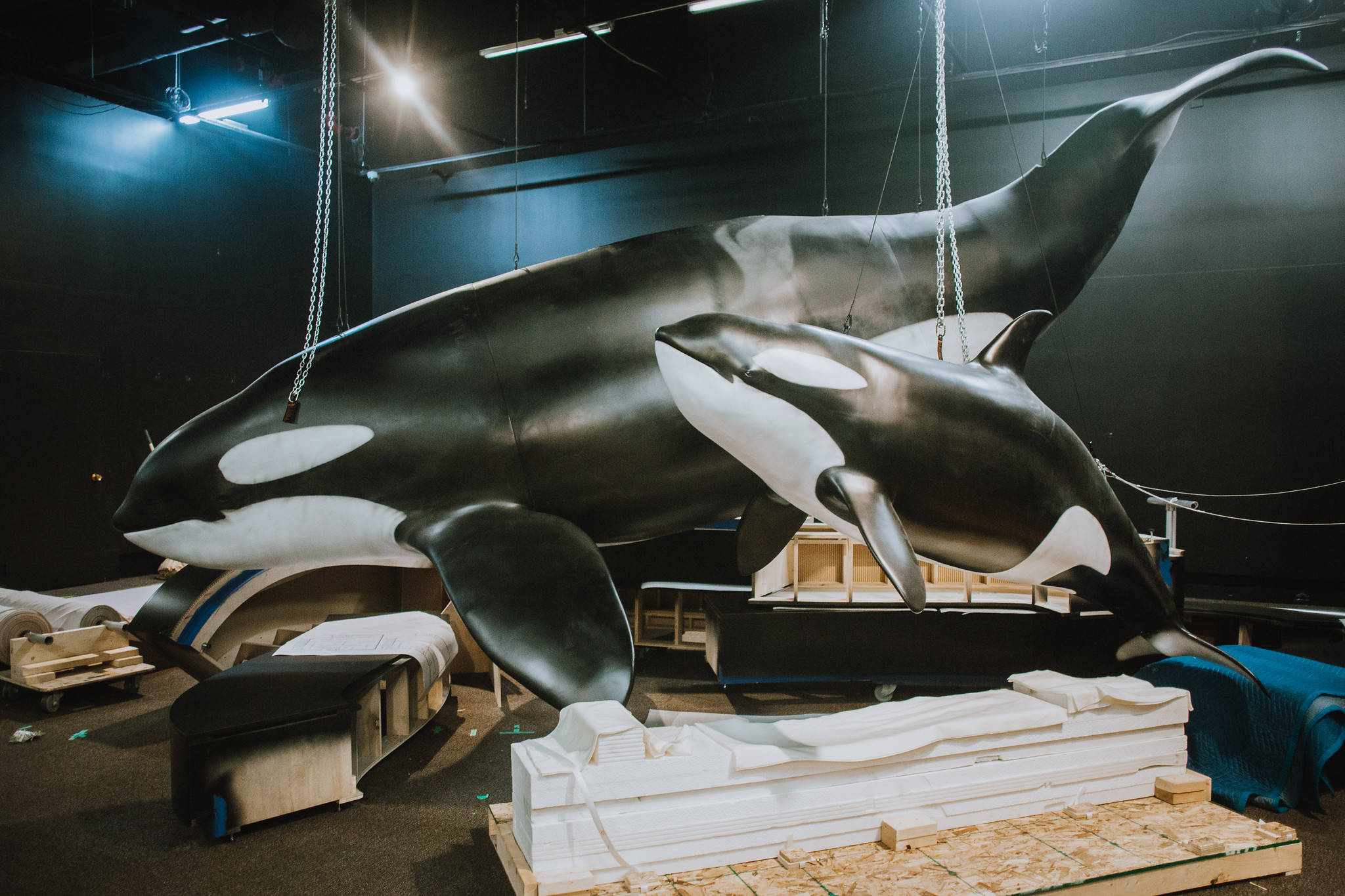 Royal BC Museum exhibition dives into the world of orcas