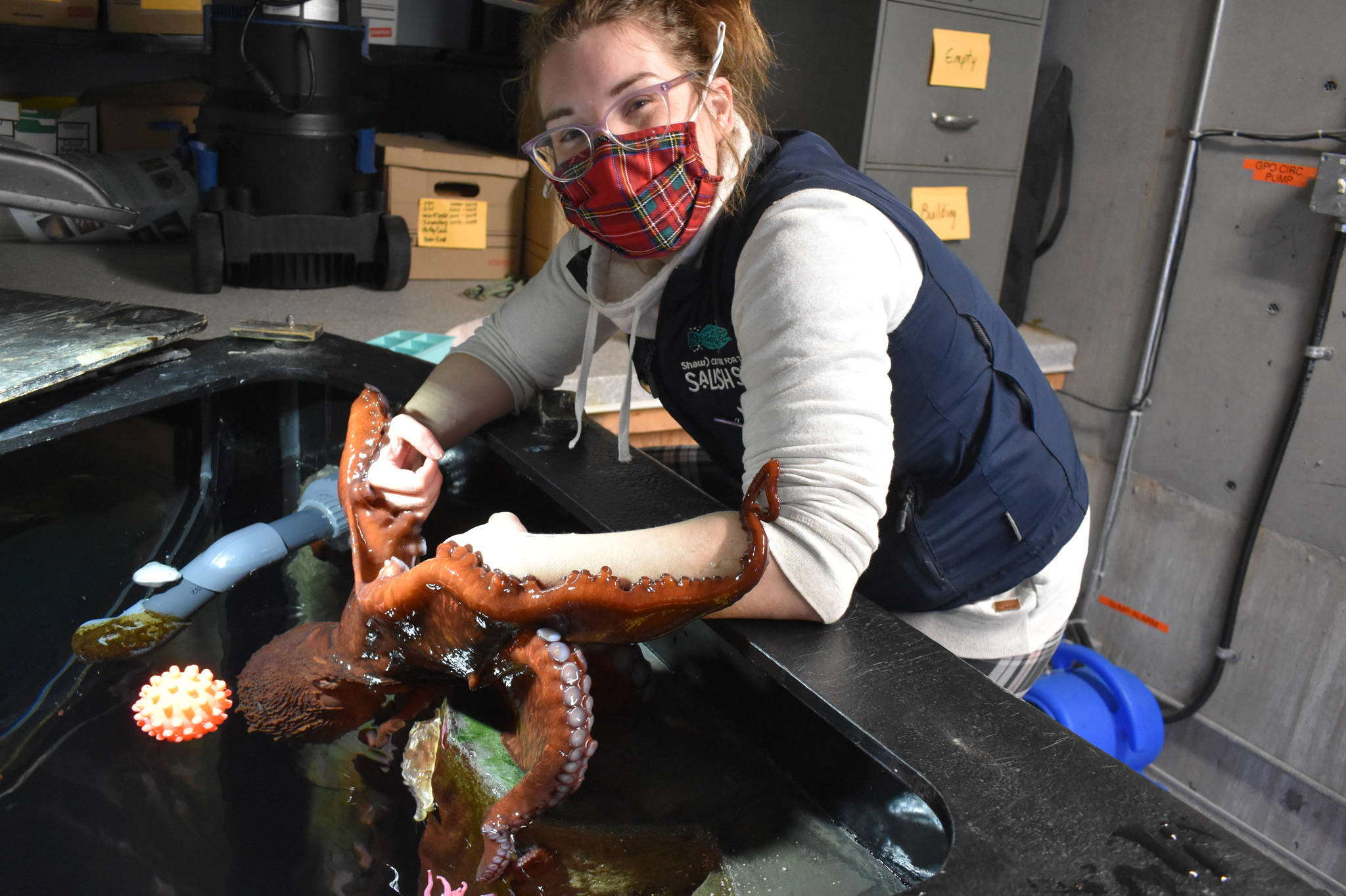 An octopus named Wanda will soon say goodbye to Sidney