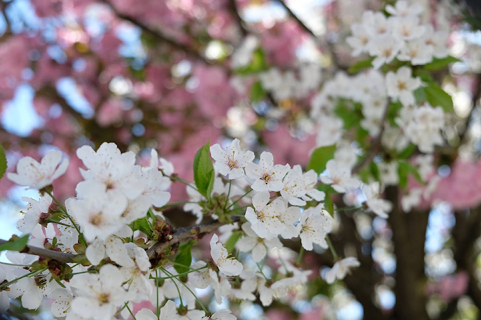 Pink and white on one cherry tree on the West Shore. (Zoe Ducklow/News Staff)