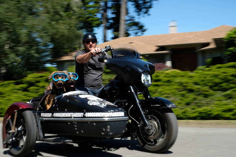 Brian Korzenowski rides with Athena, left, and Venus who are safely strapped in and goggled up with the wind in their fur. (Zoe Ducklow - Sooke News Mirror)