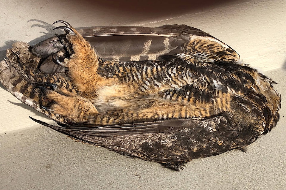 A dead great horned owl found outside of the Ministry of Environment sparked more calls to permanently ban rodenticides. (Photo courtesy of Deanna Pfeifer)