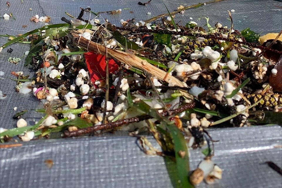 Trash collected by sea bins, installed by VAncouver Island Surfrider at North Saanich Marina. (Photo by Sally McIntyre)