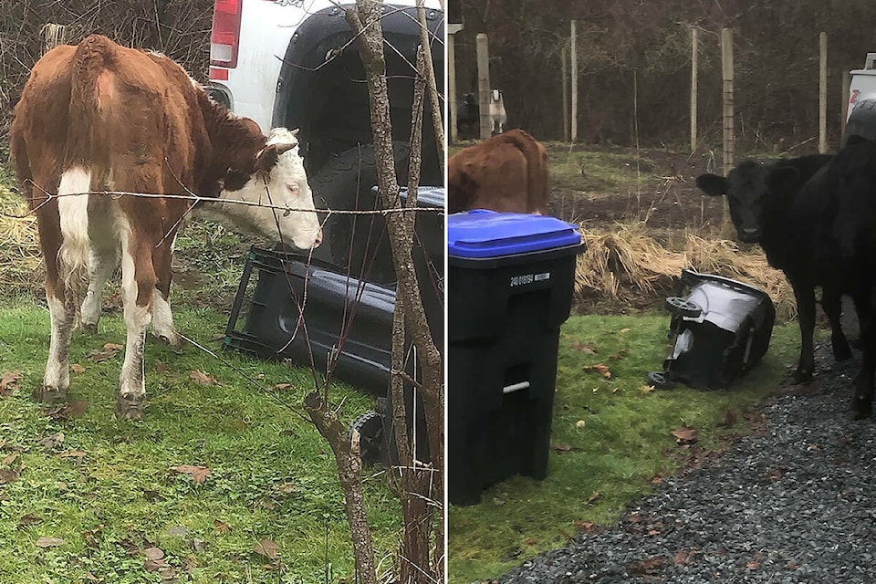 27977064_web1_220202-PQN-Found-Cows-cattle_1