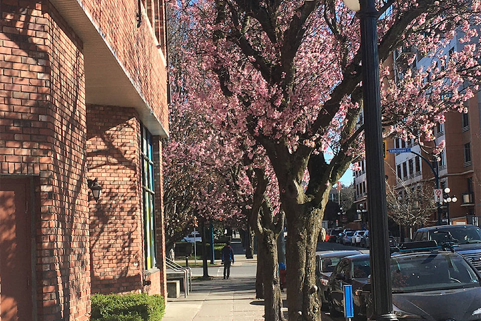 Pink blossoms at the corner of Vancouver and View streets could spell the start of spring in Victoria, or spell disaster for the trees with the recent cold snap. (Christine van Reeuwyk/News Staff)