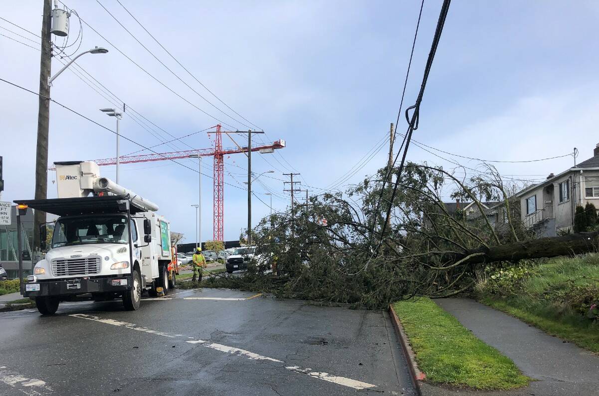 Fallen trees take down powerlines in Victoria during windstorm Goldstream News Gazette