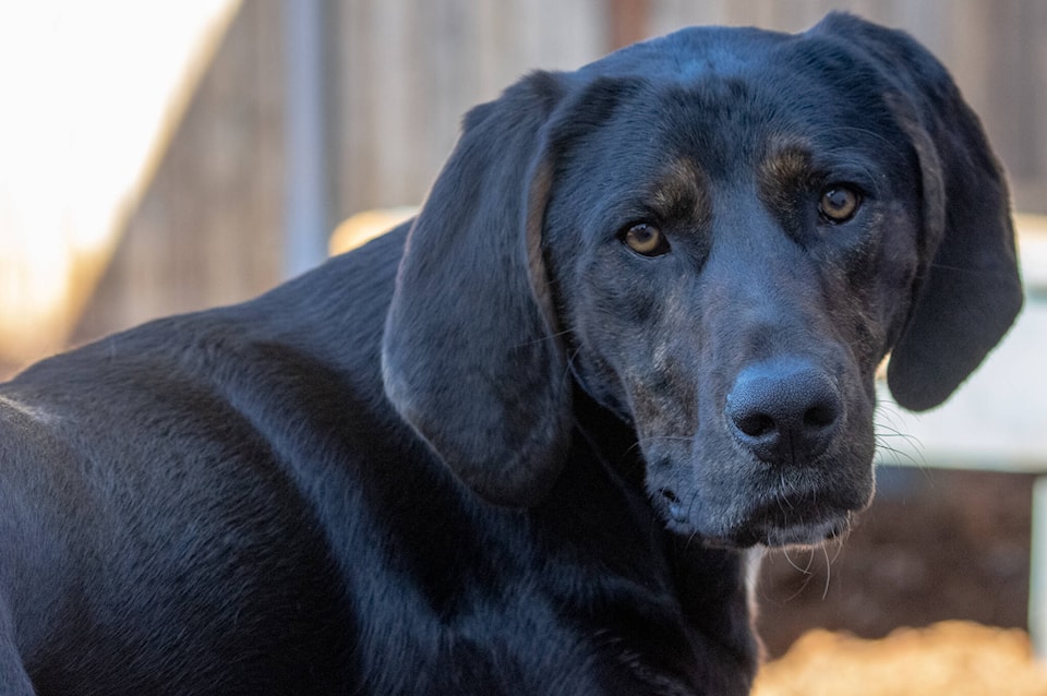 29006517_web1_DogtoberfestPreview-SEQ-210929-wag_3