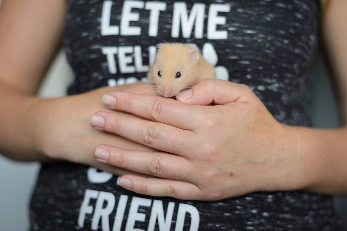 BC SPCA holding special adoption event for some unusual potential