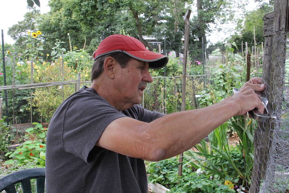 Frank Jackson repairs his fence at the Oak Bay allotment gardens on Monteith Avenue. (Christine van Reeuwyk/News Staff)