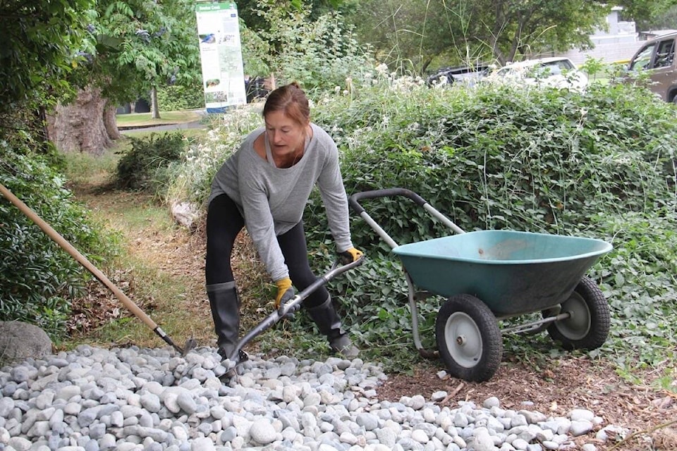 Sarah Holmes De Castro shovels big gravel into a wheelbarrow as volunteers haul the rock into the stream to make a bed for eggs to incubate late this winter. (Christine van Reeuwyk/News Staff)