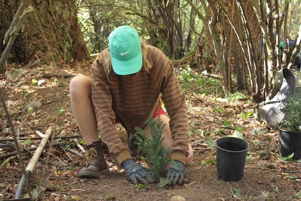 Local volunteer Katherine Pulak plants a native conifer sapling at Saxe Point Park during a TD Tree Day event, hosted by the Greater Victoria Green Team and the Township of Esquimalt, on Saturday, Oct. 1. (Austin Westphal/News Staff)