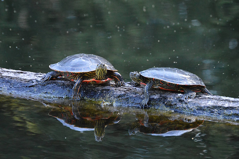 31229806_web1_170818-GNG-M-Turtles