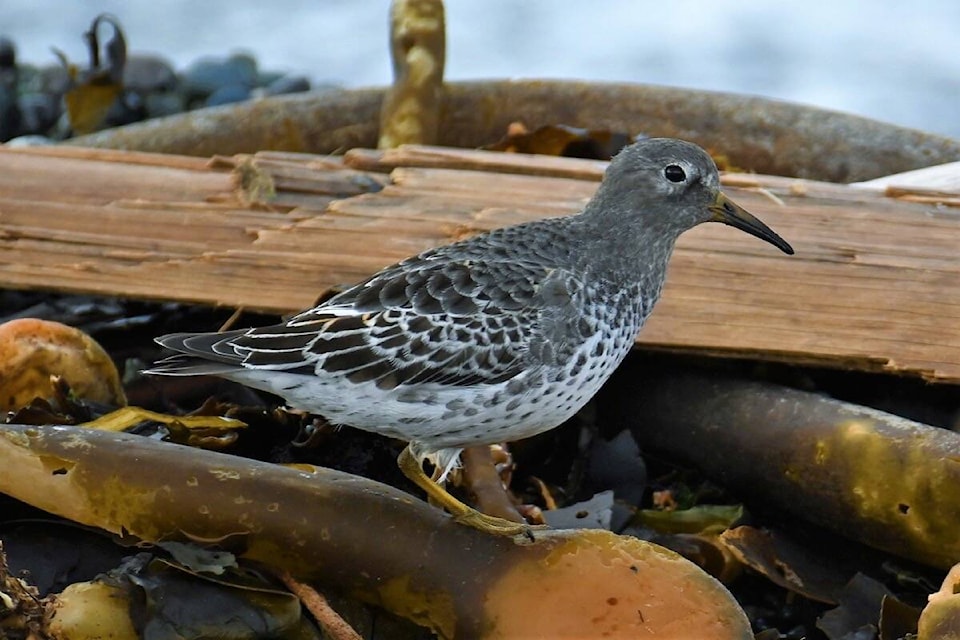 31281475_web1_221212-OBN-ChristmasBirdCount-GNewell_1