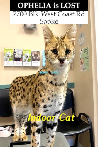 31294338_web1_221215-SNM-Serval-Cat-PHOTOS_2