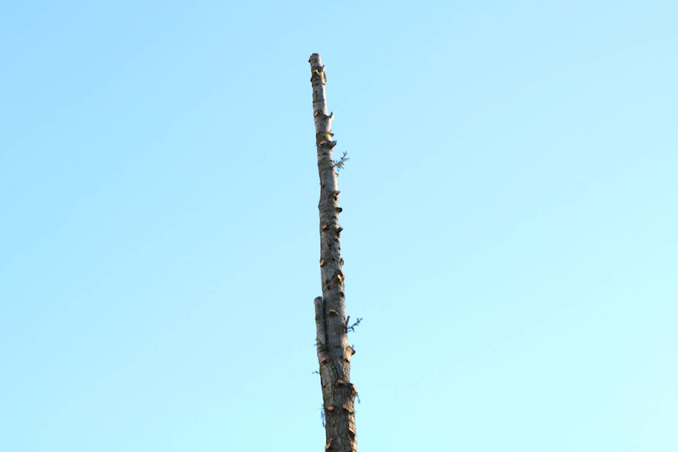 31358634_web1_221214-GNG-Langford-tree-cutting-lorax-trees_3
