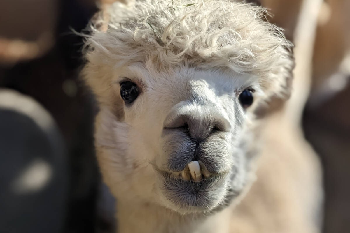 Pender Island alpaca, llama sanctuary turns wool into yarn - Goldstream News Gazette