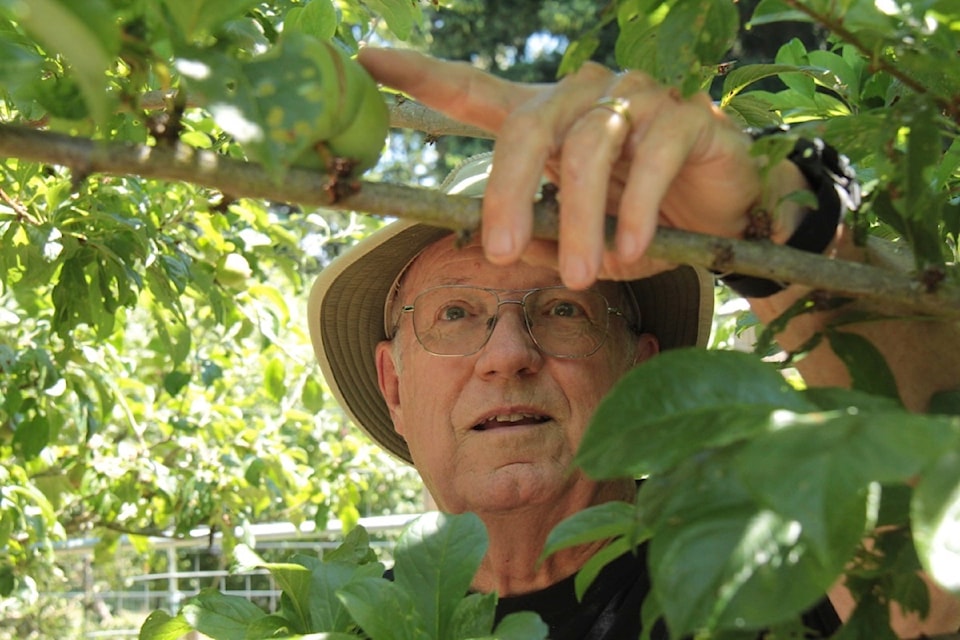 Volunteer John Errington checks out the fruit trees at the Welland Community Orchard in View Royal.