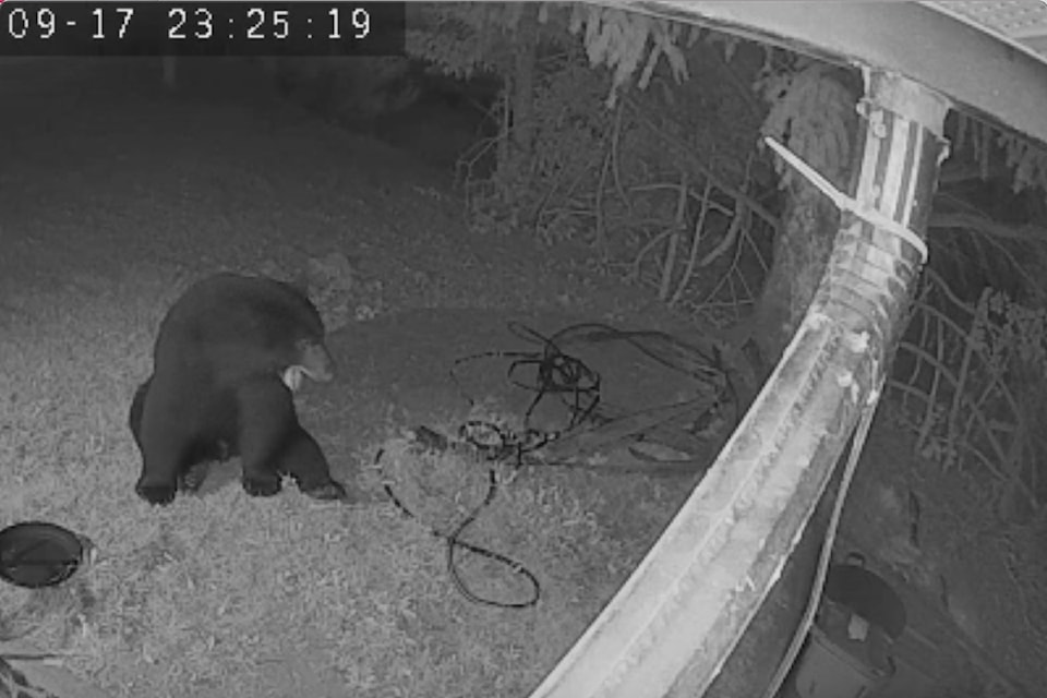 240919bear-colwood-video
