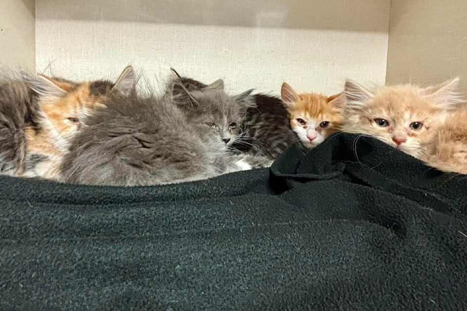 The CRD Animal Shelter is caring for a box of kittens found abandoned in a parking lot at Thetis Lake in View Royal. 