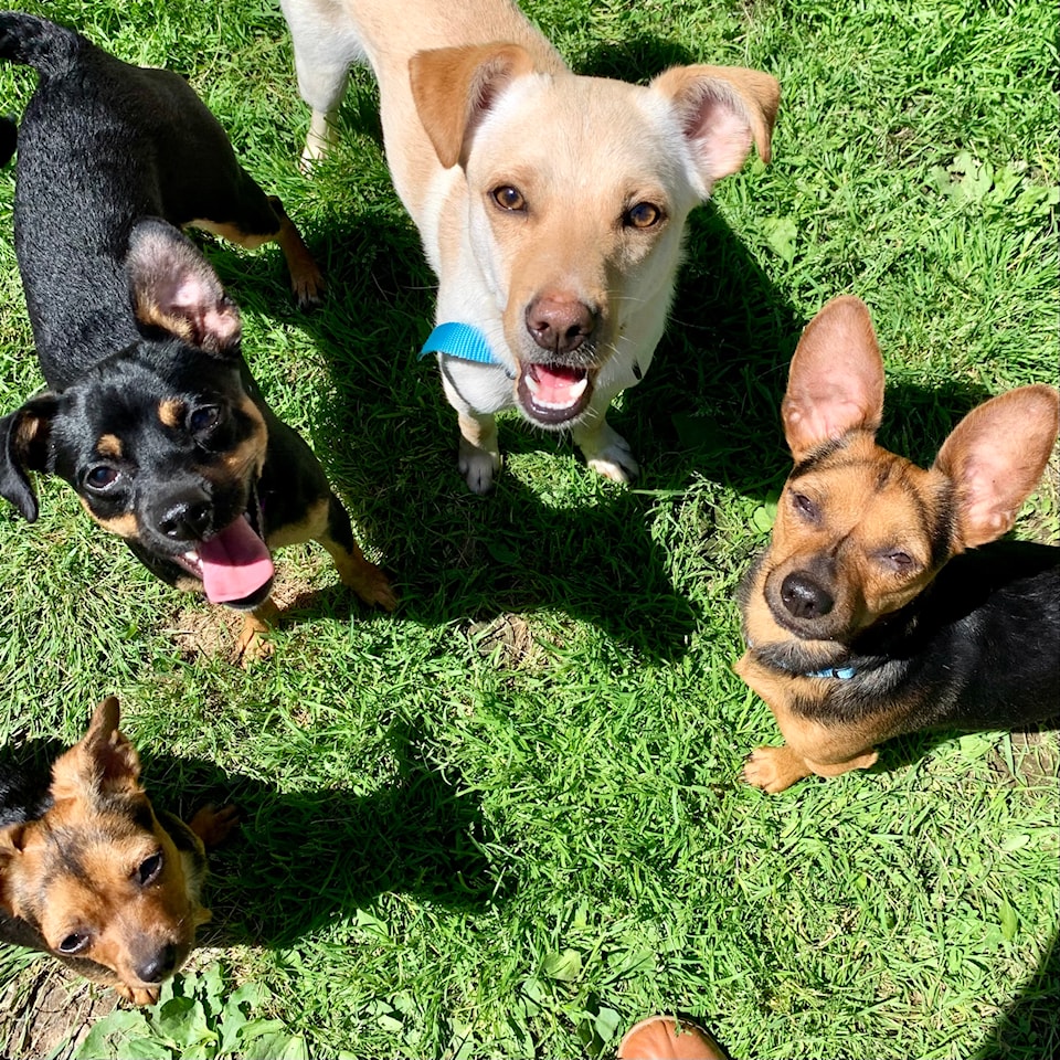dogs-isj-230705-dogs_1