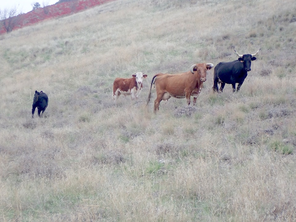 250416-gfg-grazing