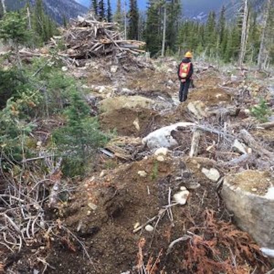 irc255-whitebark-pine-300x300