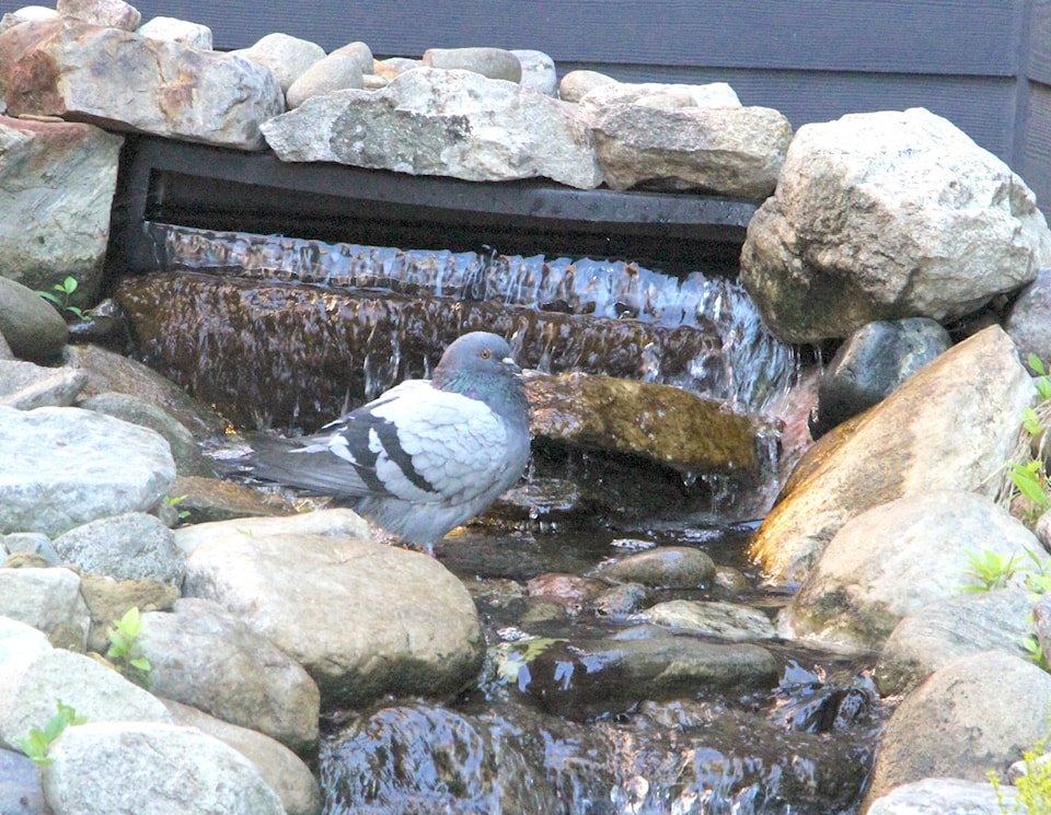 250709-gfg-standup-pigeon