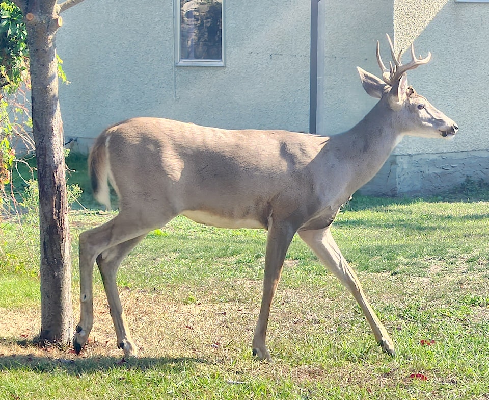 251001-gfg-deer-disease